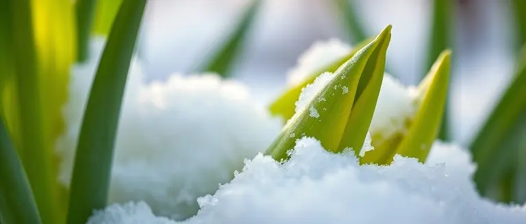 Protecting Your Spring Landscape: A Guide for Wet Snow